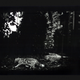Illustration for article titled The Evil Magic Of Cats, Caught On Film